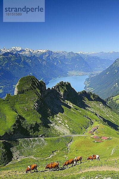 Blick vom Brienzer Rothorn  Brienzersee  Schweiz  Europa