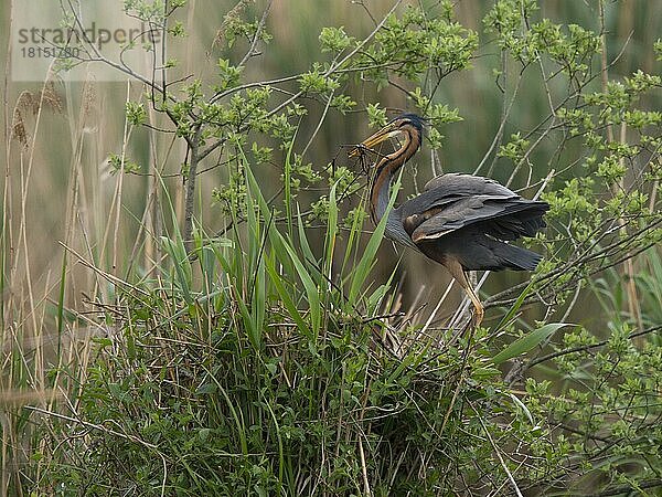 Purpurreiher (Ardea purpurea)  Wagbachniederung Waghäusl  Baden-Württemberg  Deutschland  Europa