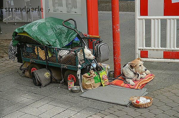 Hunde odachlos  Hohe Straße  Köln  Nordrhein-Westfalen  Deutschland  Europa