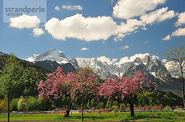 Alpenlandschaft  Bergkette  Wettersteingebirge  Zugspitzgruppe  Frühling  Kirschbäume  Bayern  Garmisch-Partenkirchen  Deutschland  Europa