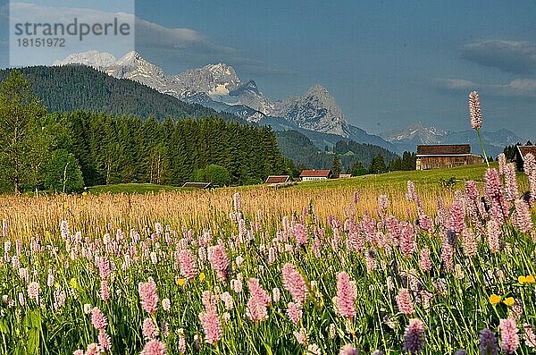 Bergwiese  Zugspitzgruppe  Zugspitze  Loisachtal  Werdenfels  Bayern  Deutschland  Europa