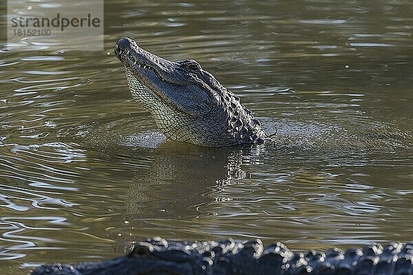 Alligator (Alligator mississippiensis)  Florida  Gatorland  USA  Nordamerika