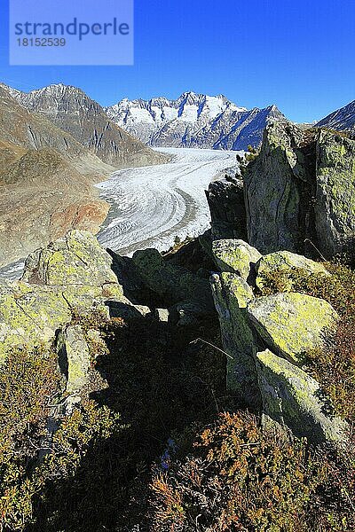 Großer Aletschgletscher und Wannenhörner  Wallis  Schweiz  Europa