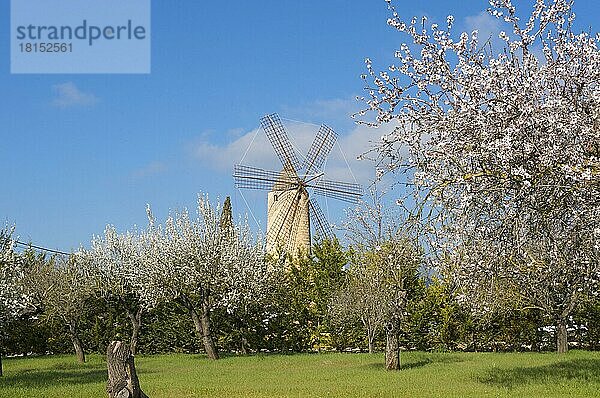 Restaurant in Windmühle  Santa Maria del Cami  Mallorca  Balearen  Spanien  Mandelblüte  Mandelbaum  Mandelbäume  Europa
