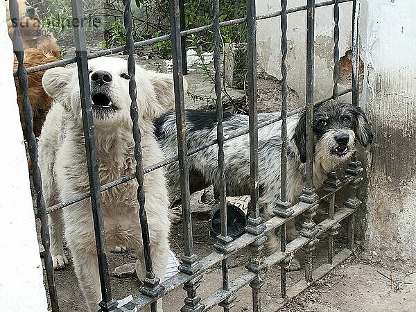 Mischlingshunde hinter Tor  Quito  Provinz Pinchincha  Ekuador