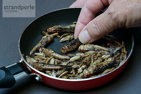 Insekten-Food  verschiedene frittierte Insekten in Pfanne  Heuschrecken  Grillen  Mehlwürmer (Locusta migratoria)  Acheta domesticus  Tenebrio molitor