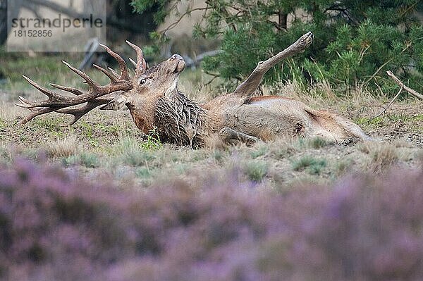 Rothirsch (Cervus elaphus)  Nationalpark Hooge Veluwe  Gelderland  Niederlande  Europa