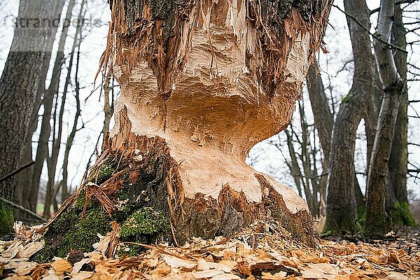 Europäischer Biber (Castor fiber)  Fraßspuren  Bad Hersfeld  Hessen  Deutschland  Europa