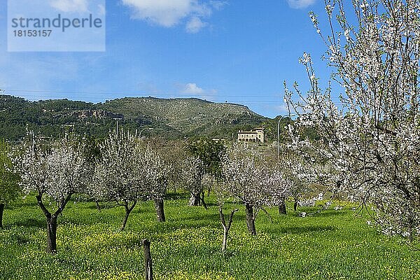 Mandelblüte in der Nähe von Andratx  Mallorca  Balearische Inseln  Spanien  Europa