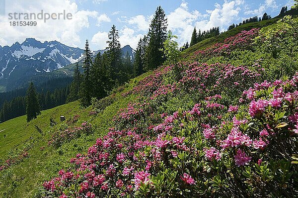 Rhododendron  am Fellhorn  Oberstdort  Allgäu  Deutschland  Alpenrosen  Alpenrose  Europa