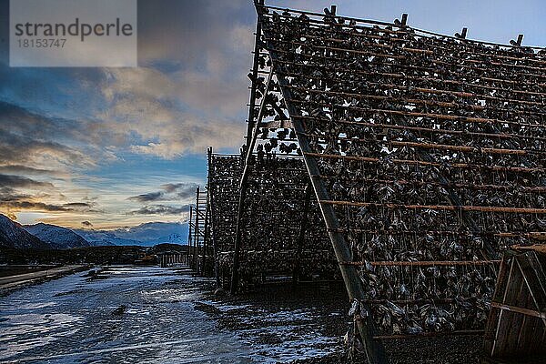 Trockenfisch  Laukvik  Lofoten  Norwegen  Europa