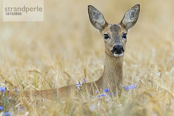 Reh (Capreolus capreolus)  Ricke  Niedersachsen  Deutschland  Europa