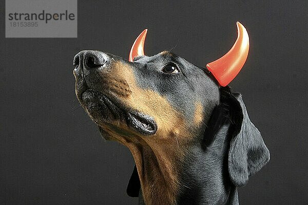 Dobermann hat Teufelshörner  Teufelshörner  Hörner  Teufel
