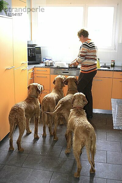 Besitzerin bereitet Futter vor  für Drahthaarige Ungarische Vorstehhunde  Drahthaar-Vizsla