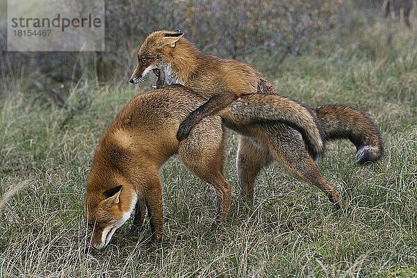 Rotfüchse (Vulpes vulpes)  Niederlande  Europa