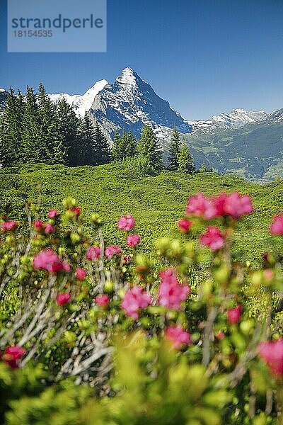 Chalberboden  Blick auf Eiger  Bern  Berner Oberland  Schweiz  Europa