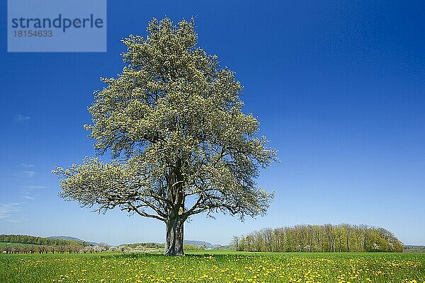 Birnbaum im Frühling  Schweiz  Europa