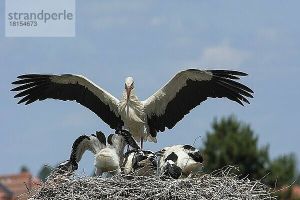 Junge und erwachsener Weissstorch im Nest (Ciconia ciconia)  Saxony-Anhalt  Deutschland  Europa