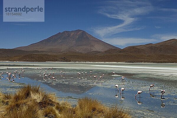 James-Flamingos (Phoenicoparrus jamesi) (Phoenicopterus jamesi)  Kurzschnabelflamingo  Altiplano  Bolivien  Südamerika
