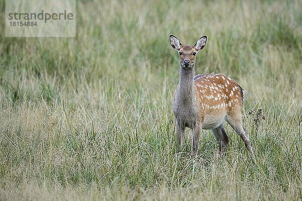 Rothirsch (Cervus elaphus)  Jungtier  Dänemark  Europa