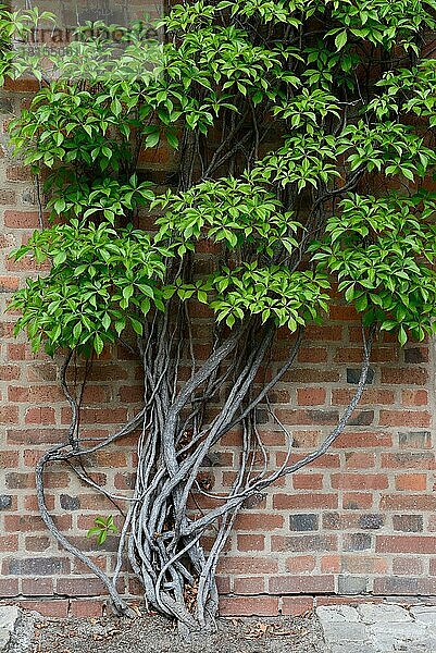 Virginia-Kriecher (Parthenocissus quinquefolia)