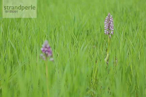 Helm-Knabenkraut (Orchis militaris) im grünen Grasfeld mit Tiefenunschärfe  zwei  Grainberg-Kalbenstein  Karlstadter Trockengebiete  Karlstadt  Main  Unterfranken  Franken  Bayern  Deutschland  Europa