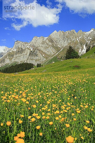 Scharfer Hahnenfuß (Ranunculus acris)  Alpsteinmassiv mit Säntis  Appenzell  Schweiz  Europa