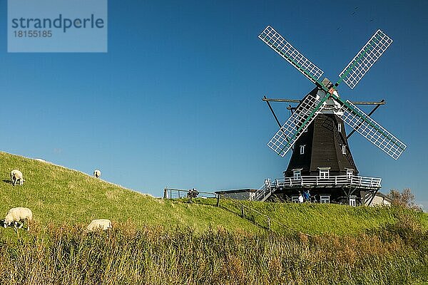 Windmühle  Pellworm  Nordfriesland  Schleswig-Holstein  Deutschland  Europa