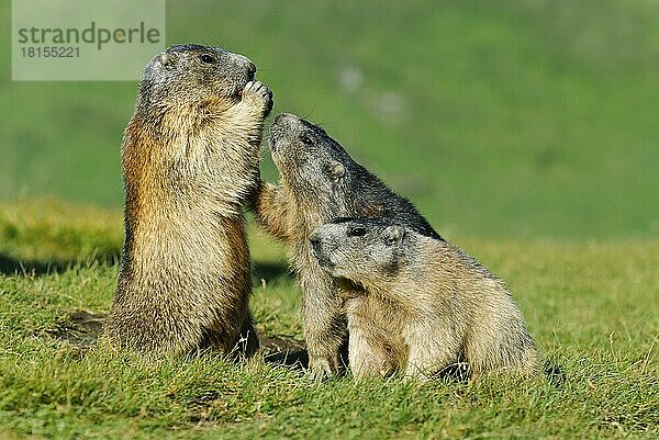 Alpenmurmeltiere (Marmota marmota)  Alpen-Murmeltier  Nationalpark Hohe Tauern  Heiligenblut  Österreich  Europa
