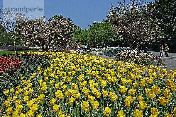 Tulpenbeete  Frühling  Luisenpark  Mannheim  Baden-Württemberg  Deutschland  Europa