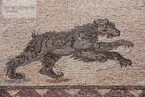 Mosaik laufender Bär  Pafos  Haus des Dionysos  die östliche Porticus  Raum 11  Archäologischer Park  Paphos  Republik Zypern