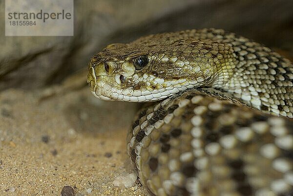 Basilisken-Klapperschlange (Crotalus basiliscus)