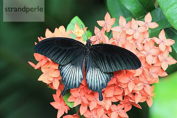 Großer Mormone  Großer Mormonenfalter  Asiatischer Schwalbenschwanz (Papilio memnon)