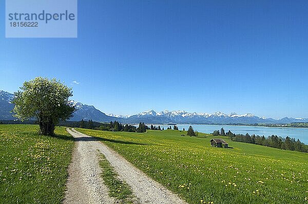 Forggensee  Allgäu  Bayern  Deutschland  Europa