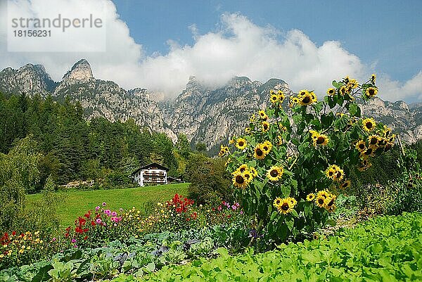 Bauerngarten  Latemar  Rosengartengruppe  Dolomiten  Südtirol  Italien  Europa