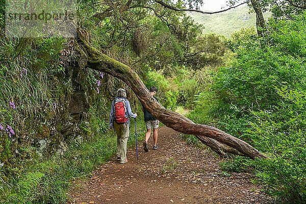 Wanderweg  Rabacal-Tal  Zentralgebirge  Madeira  Portugal  Europa
