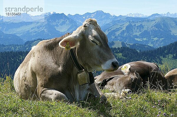 Hausrinder  Hochgrat bei Oberstaufen  Allgäu  Bayern  Deutschland  Kuh  Kühe  Kuhglocke  Europa