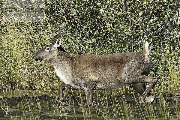 Rentier  Rentiere  Karibu  Karibus  Hirsche  Huftiere  Paarhufer  Säugetiere  Tiere  Caribou female walking on lakeshore  Gaspesie national park  Quebec  Canada