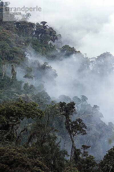 Nebelwald  Cotacachi Cayapas Ökologisches Reservat  Provinz Imbabura  Ekuador