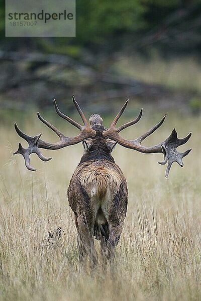 Rothirsch (Cervus elaphus)  männlich  Dänemark  Europa