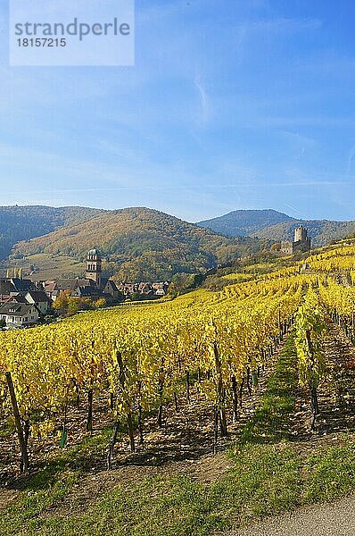 Herbstliche Weinberge von Thann  Elsass  Frankreich  Europa