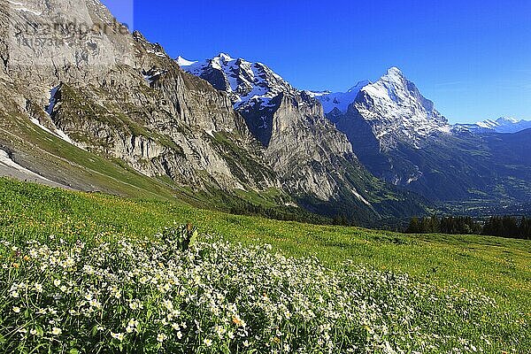 Eisenhutblättriger Hahnenfuß (Ranunculus aconitifolius)  Eisenhut-Hahnenfuss  Eiger  Grindelwald  Schweiz  Europa