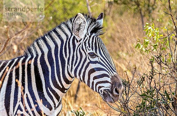 Zebra im Welgevonden-Wildreservat  Limpopo  Südafrika  Afrika