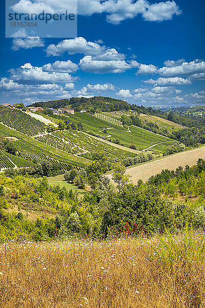 Hügel und Weinberge in der Sommersaison  Bobbio  Bezirk Piacenza  Emilia Romagna  Italien  Europa