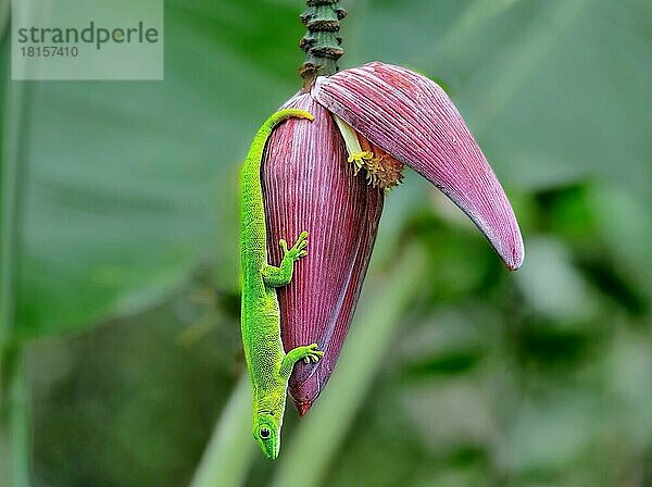 Riesen-Madagaskar-Taggecko (Phelsuma grandis)  an einem Bananenbaum hängend  Nosy Be  Nordwest-Madagaskar  Indischer Ozean  Afrika