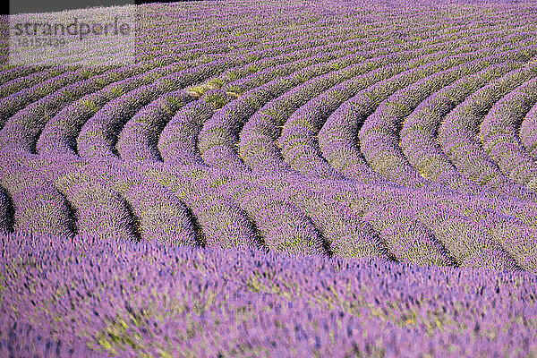 Lavendelreihen in einem Feld  Plateau de Valensole  Provence  Frankreich  Europa