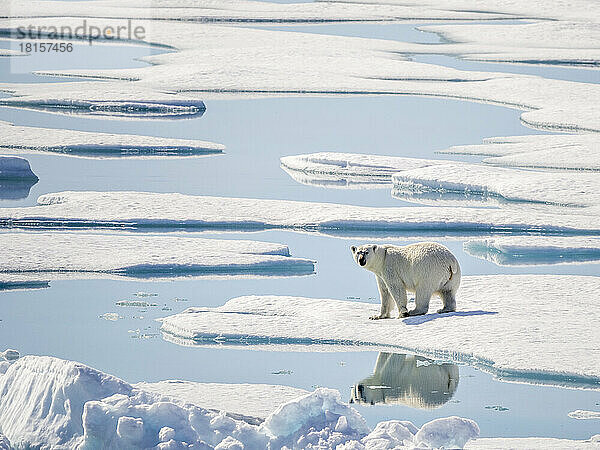 Ausgewachsener Eisbär (Ursus maritimus) im 10/10tel Packeis im McClintock-Kanal  Nordwestpassage  Nunavut  Kanada  Nordamerika