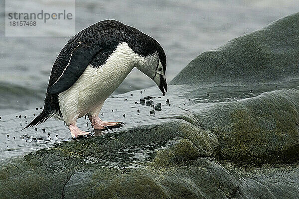 Zügelpinguin (Pygoscelis antarcticus)  Halbmondinsel  Südliche Shetlandinseln  Antarktis  Polarregionen