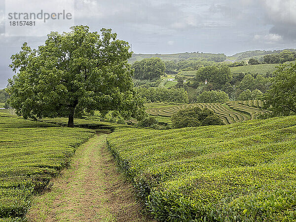 Weg zu einem großen Nussbaum inmitten der Teeplantage Cha Gorreana auf Sao Miguel  Azoren  Portugal  Atlantik