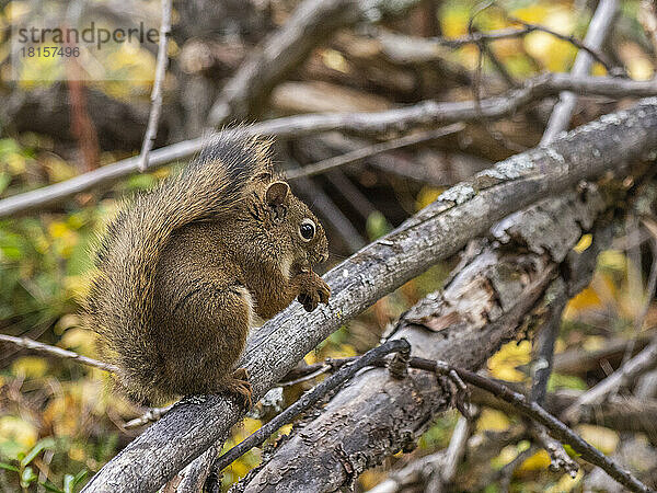 Ein erwachsenes Amerikanisches Rotes Eichhörnchen (Tamiasciurus hudsonicus) in den Bäumen im Denali National Park  Alaska  Vereinigte Staaten von Amerika  Nordamerika